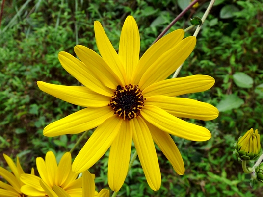 {Helianthus atrorubens}